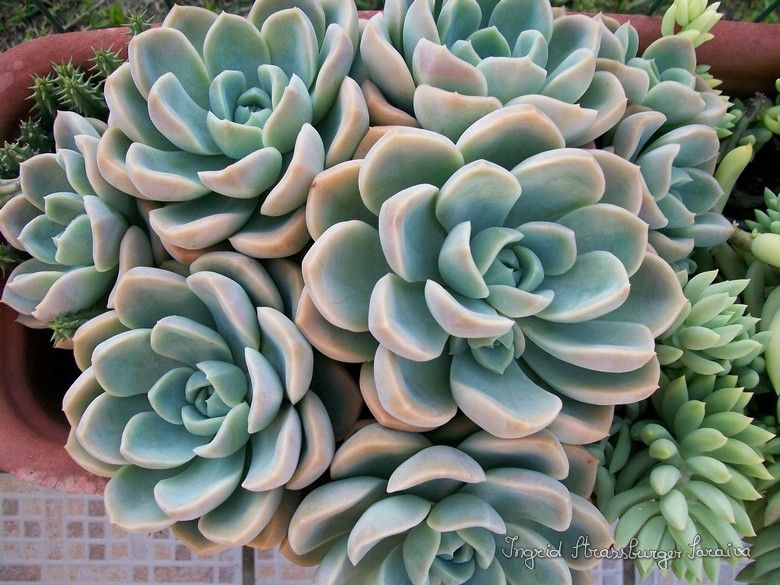 echeveria