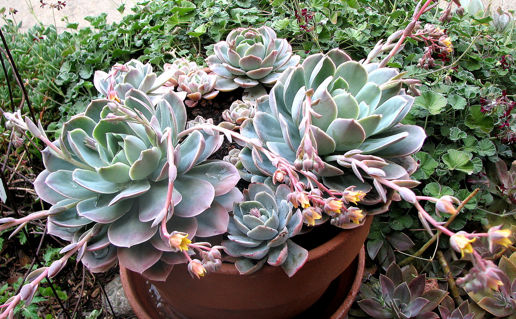 echeveria_ee