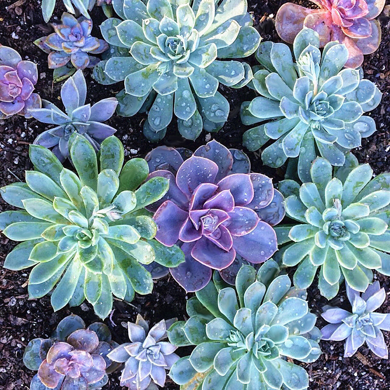 echeverias