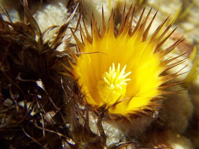 echinocactus-grusonii-flor