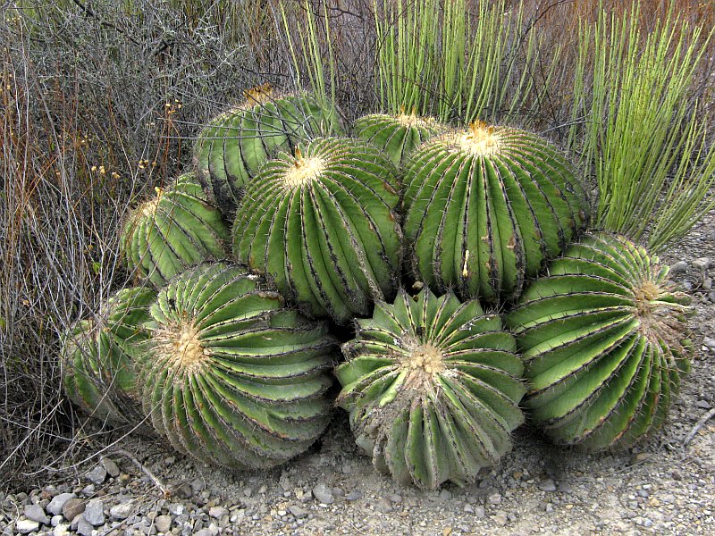 echinocactus-platyacanthus