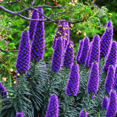 echium candicans