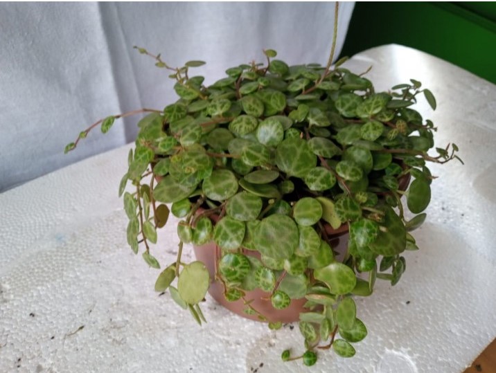 peromia prostata