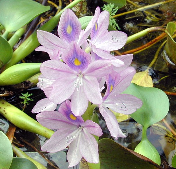 eichhornia_crassipes