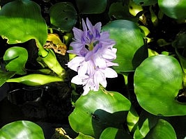 eichhornia_crassipes