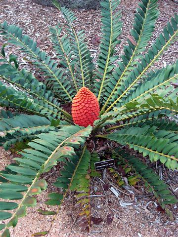 encephalartos ferox (Small)