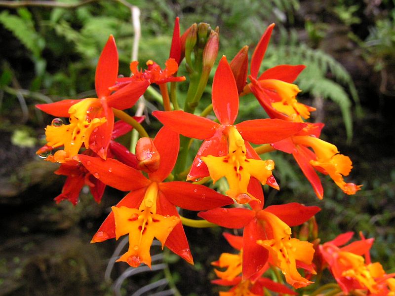 epidendro radican