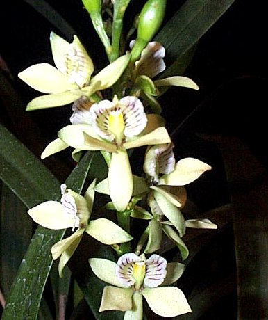 epidendrum radiatum