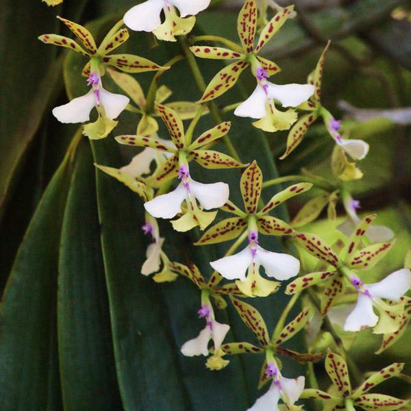 epidendrum stamfordianum-17