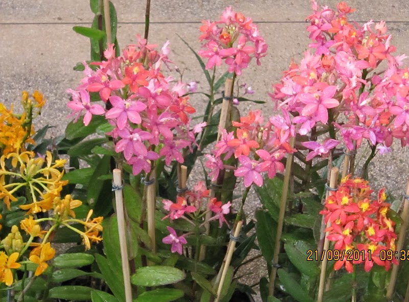 epidendrum