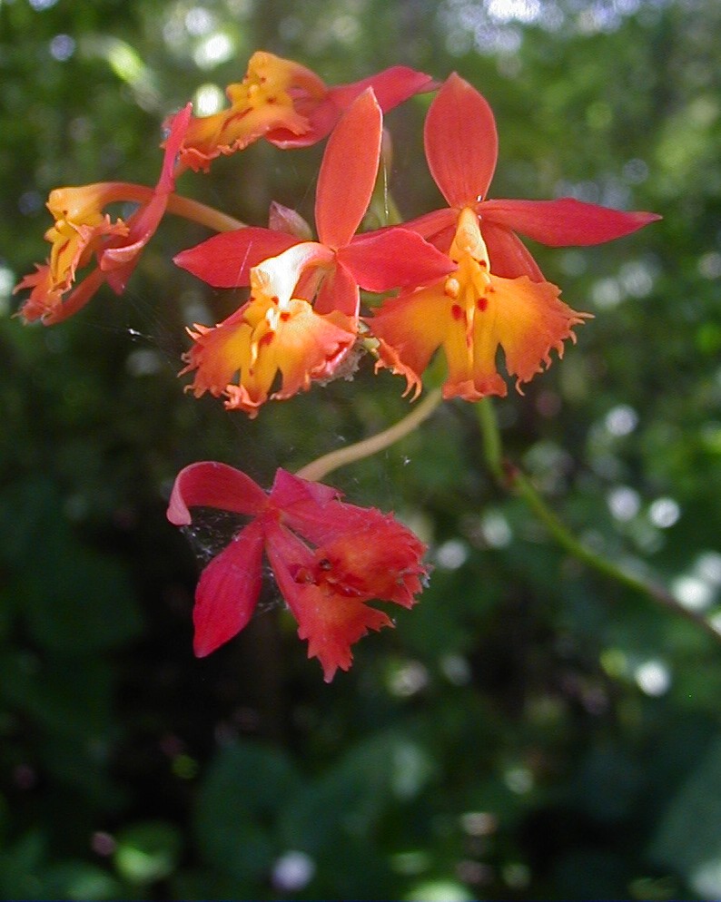 epidendrum_flower1-1