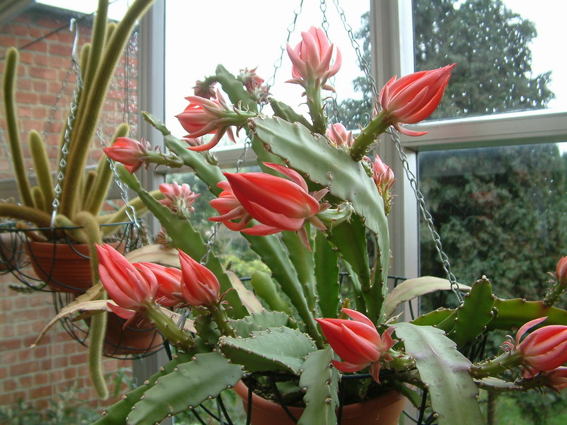 epiphyllum_buds