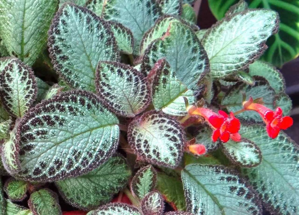 episcia