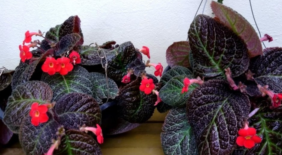 episcia-cupreata