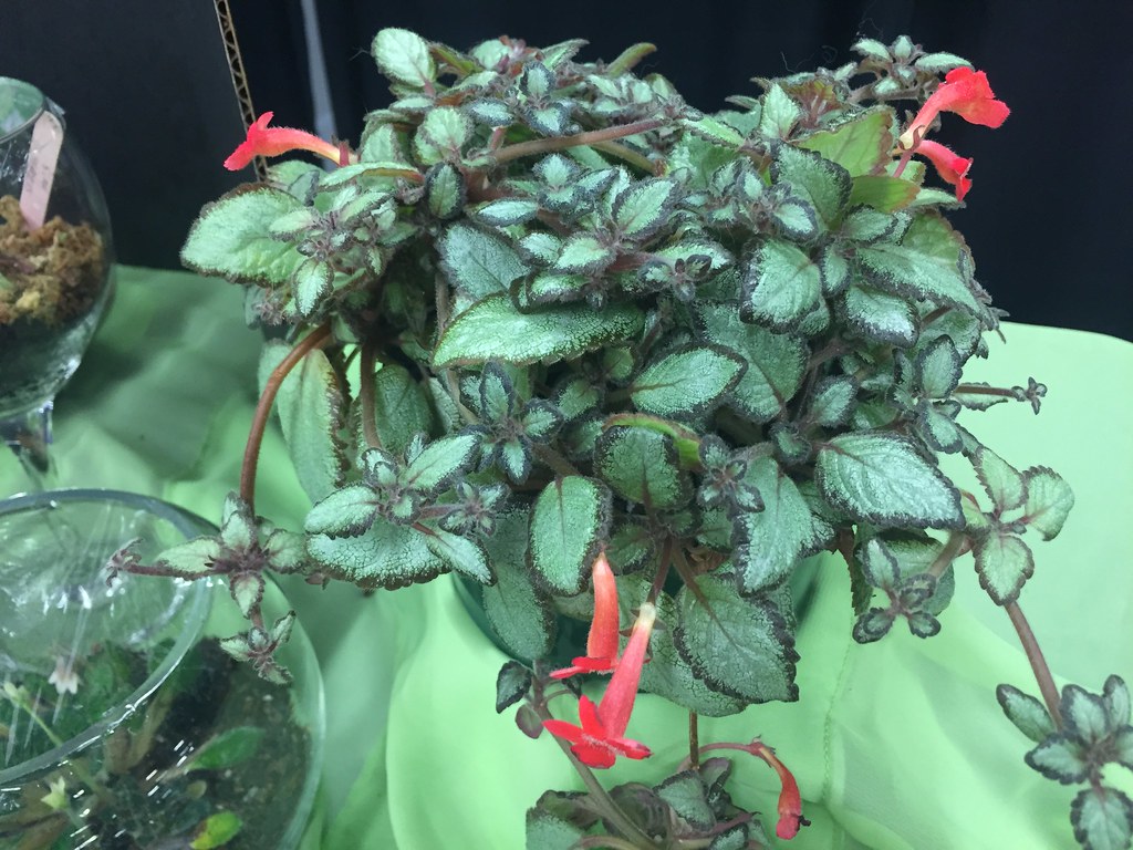 episcia