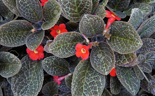 episcia