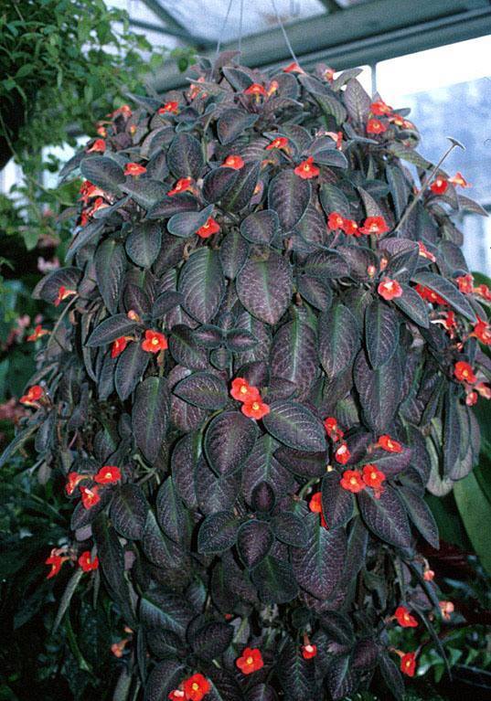 episcia-cupreata