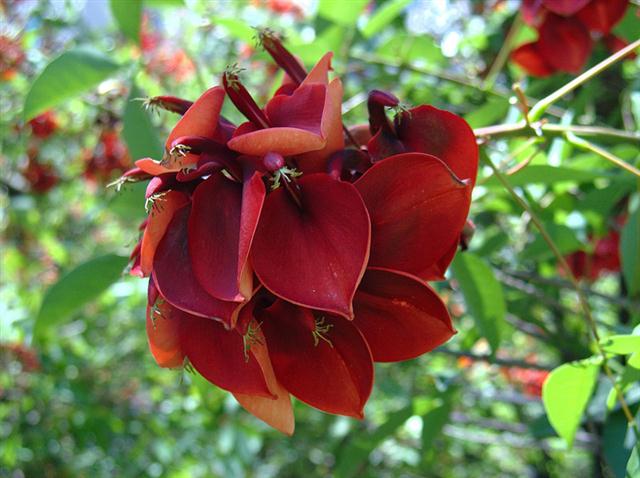 erythrina_crista-galli (Small)