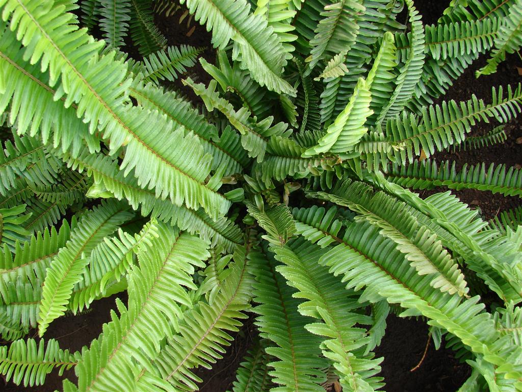 escadinha-do-céu (Nephrolepis cordifoliaa0