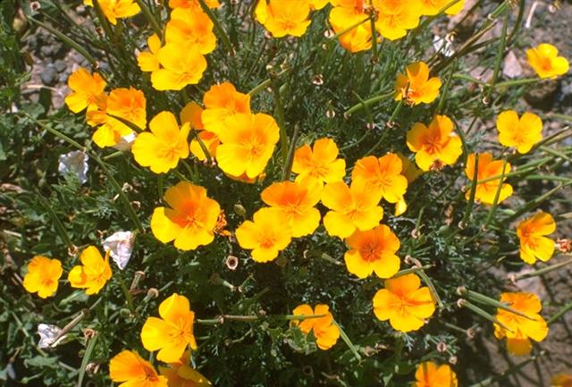 eschscholzia_californica (Small)