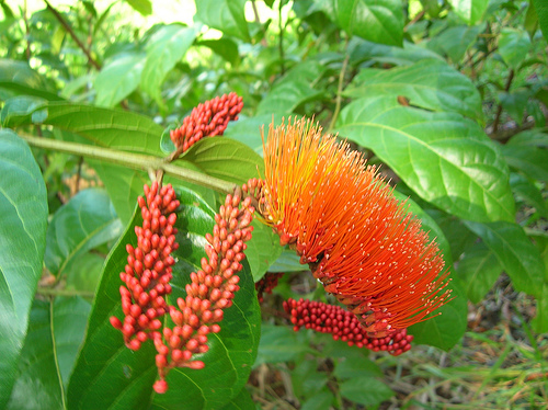 escova de macaco