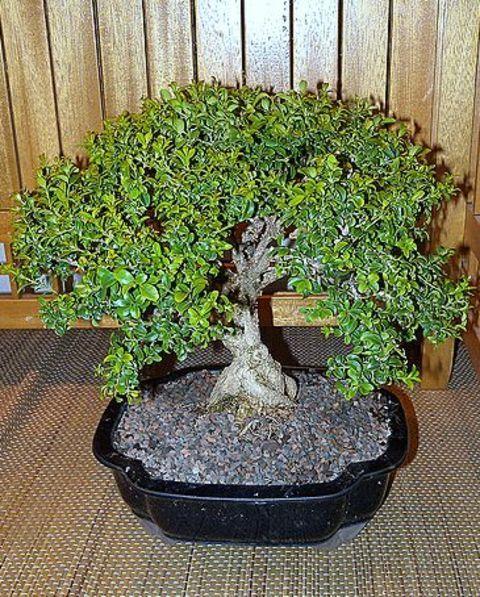 especie-buxus-sempervirens