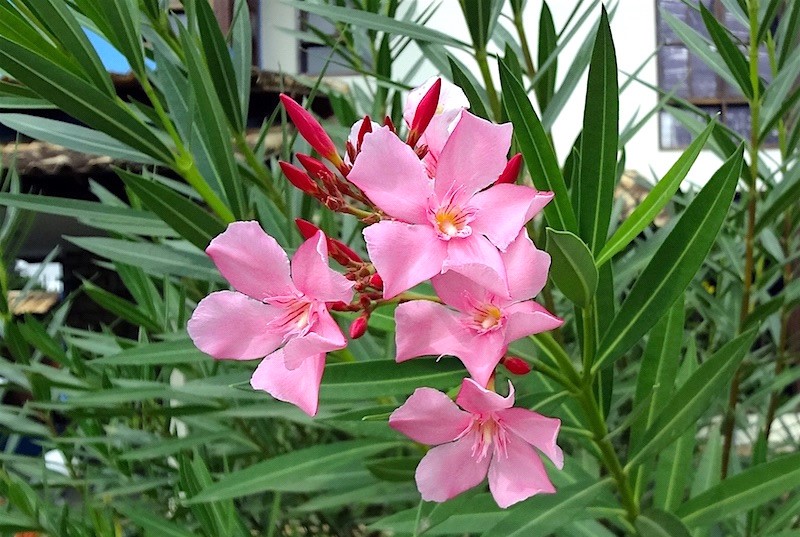 espirradeira-nerium-oleander