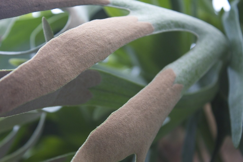 esporos do Platycerium bifurcatum