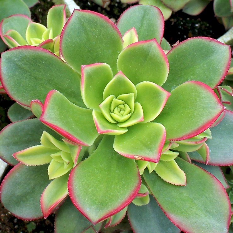 aeonium-haworthii