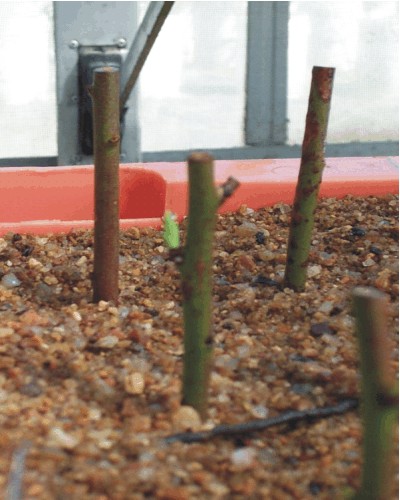 estacas