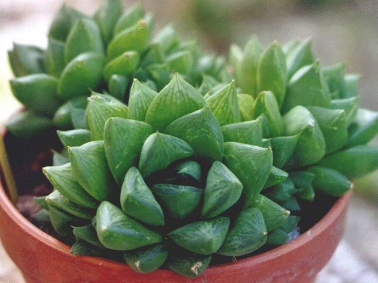 estrela-do-mar-haworthia-cymbidormis.