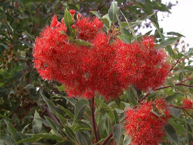 eucalyptus_ficifolia (Small)