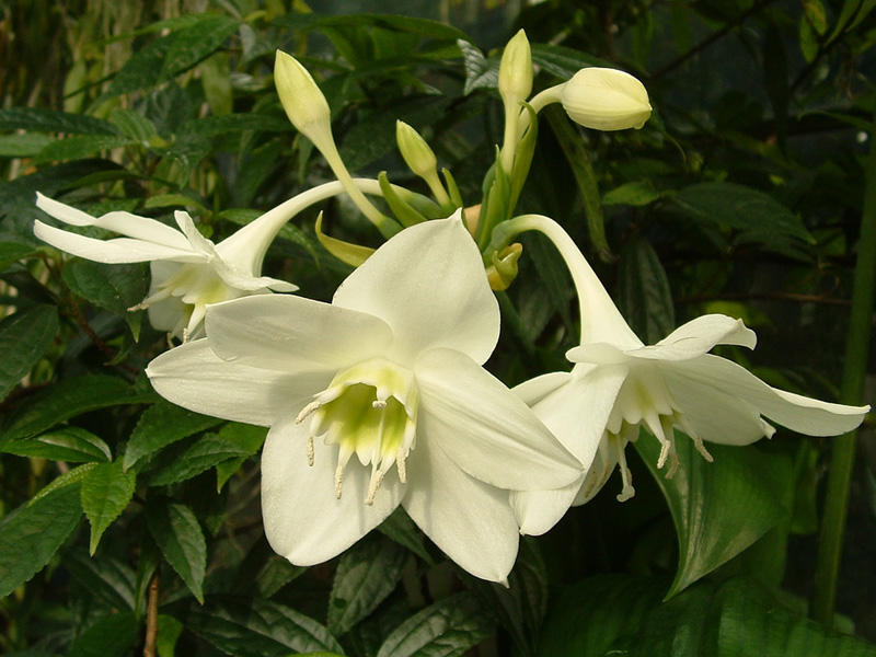 eucharis_amazonica