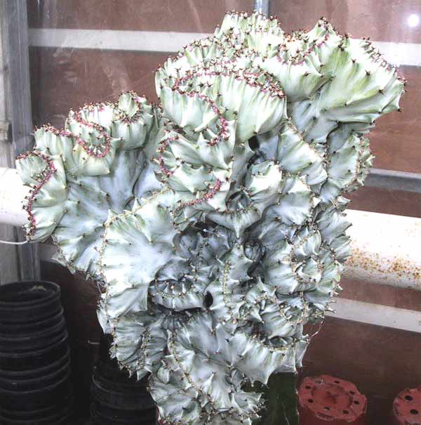 euphorbia-lactea-cristata