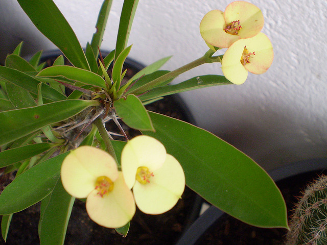 euphorbia milli amarela