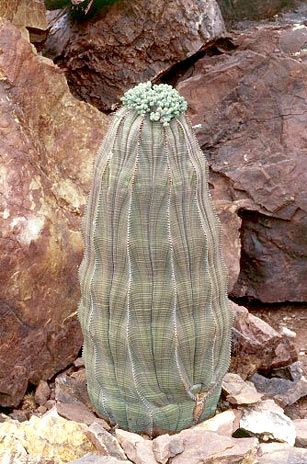 euphorbia obesa