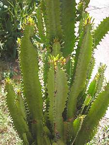 euphorbia_ingens