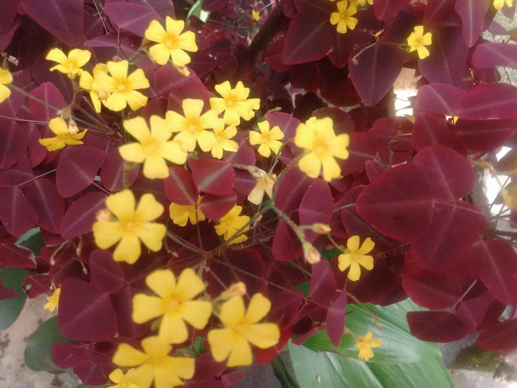 Oxalis hedysaroides 'Rubra'