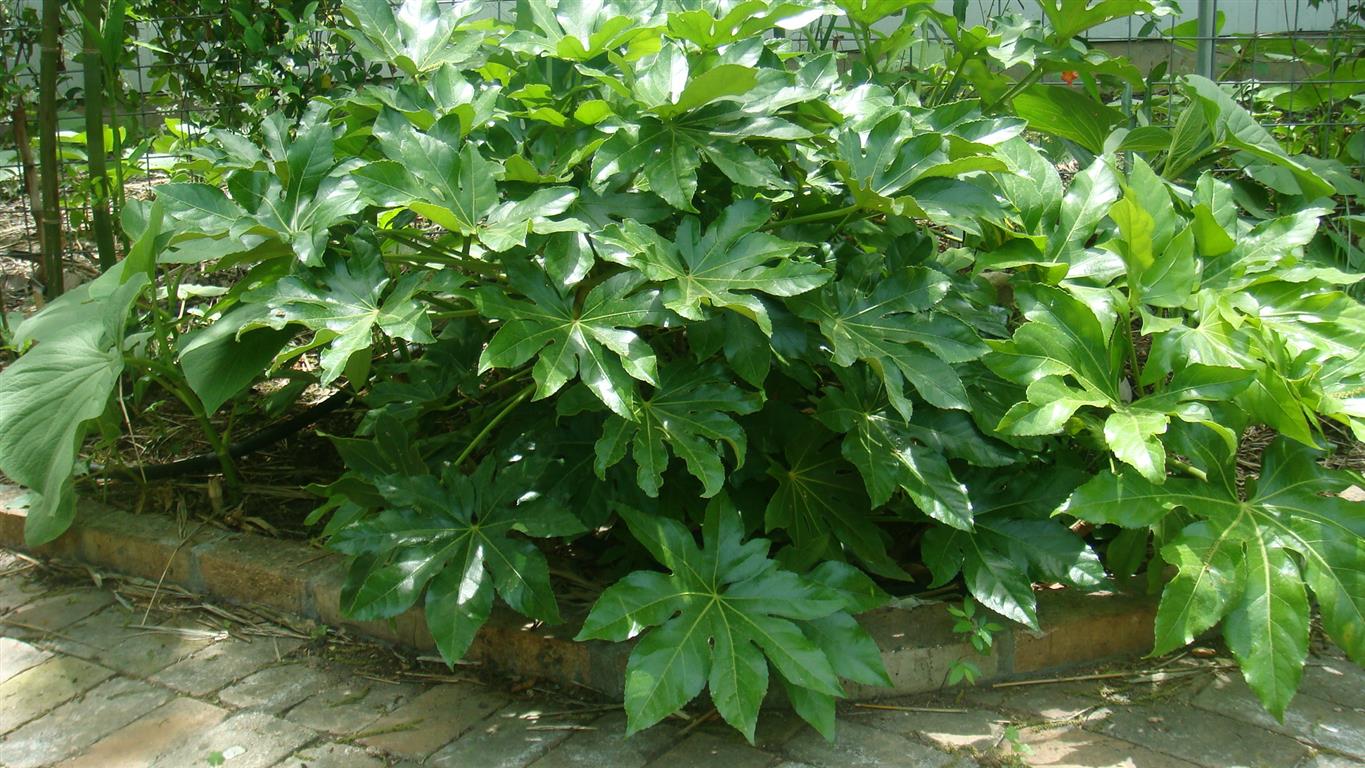 fatsia