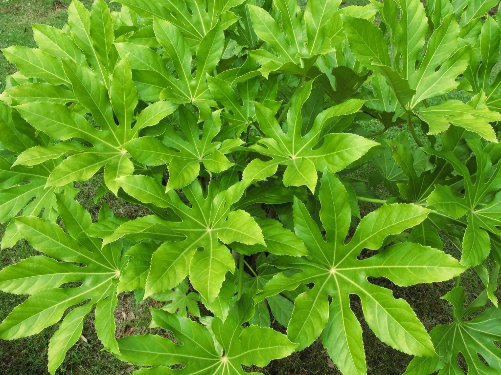 fatsia_japonica