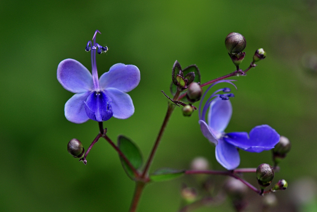 flor-borboleta