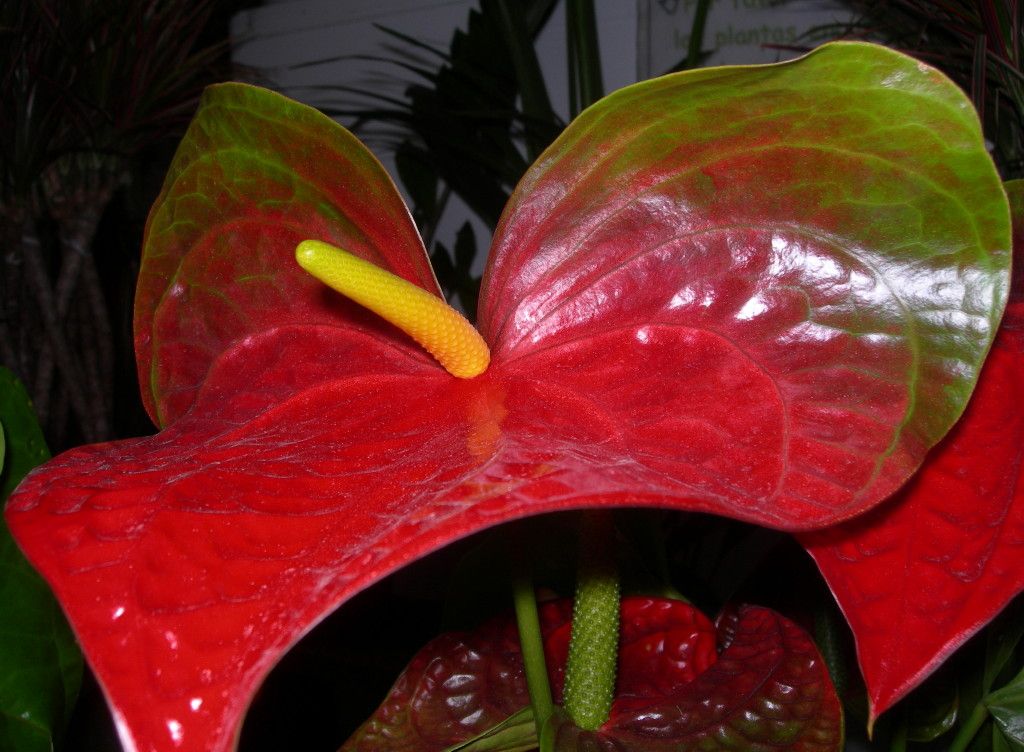 Anthurium andraeanum "Dakota".