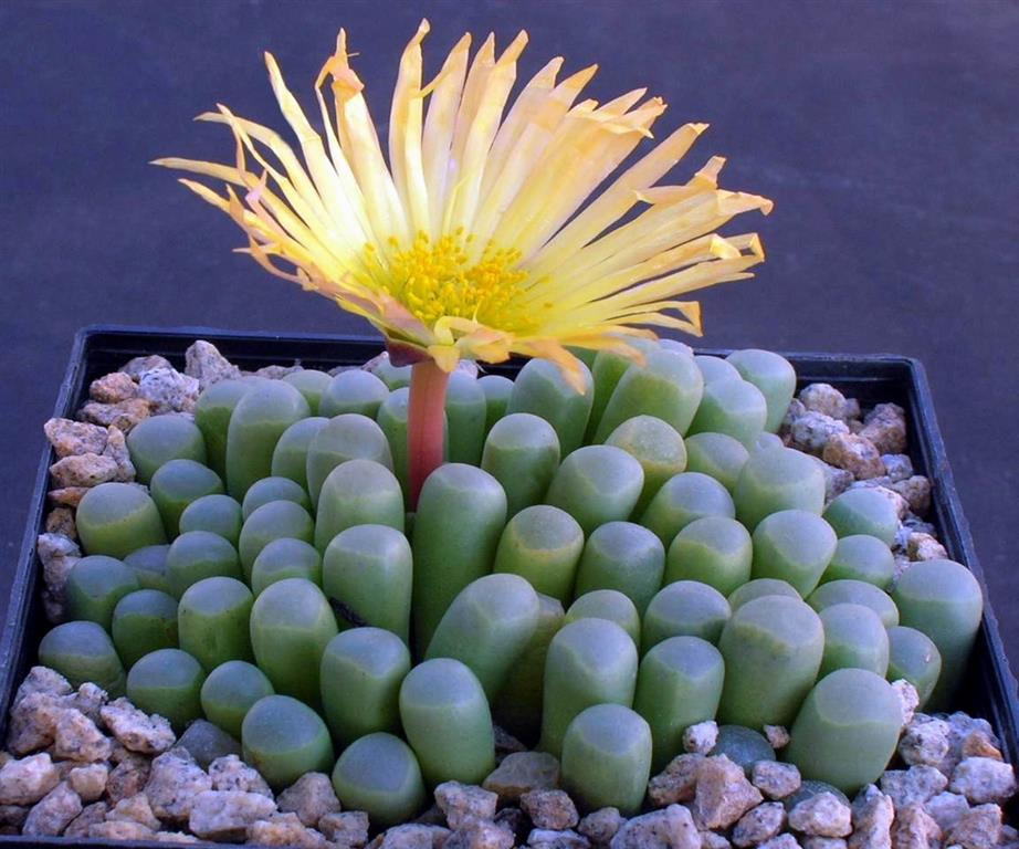 fenestraria aurantiaca