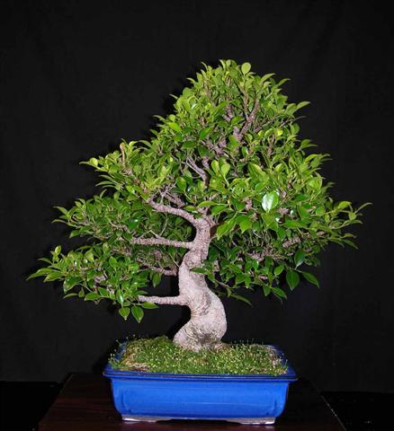 ficus (Small)