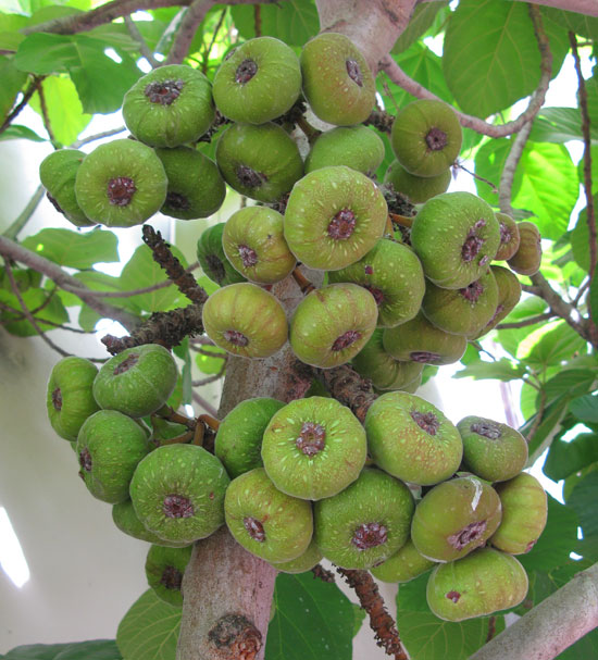 ficus-auriculata-fruit