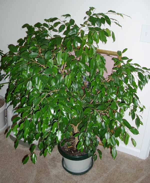 ficus-benjamin