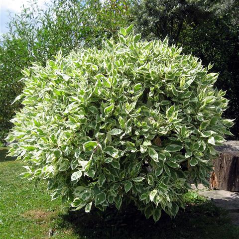 ficus benjamina leaves