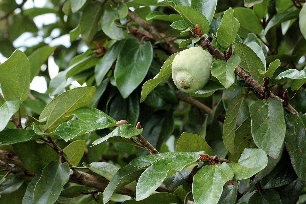 ficus pumila