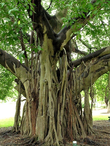 Ficus (Ficus benjamina)