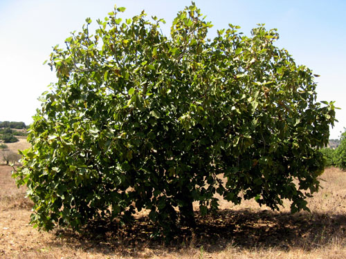 ficus_carica